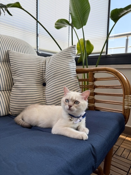 British Shorthair, Kedi  Pamuk fotoğrafı