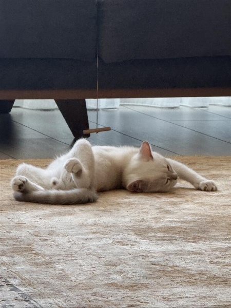British Shorthair, Kedi  Pamuk fotoğrafı