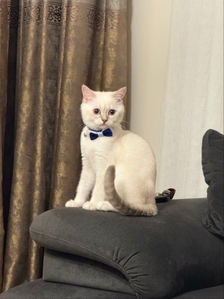 British Shorthair, Kedi  Pamuk fotoğrafı