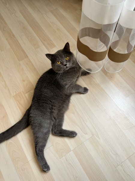 British Shorthair, Kedi  Çakır fotoğrafı