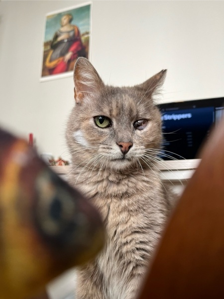 Tekir Kedi, Kedi  Bebo fotoğrafı