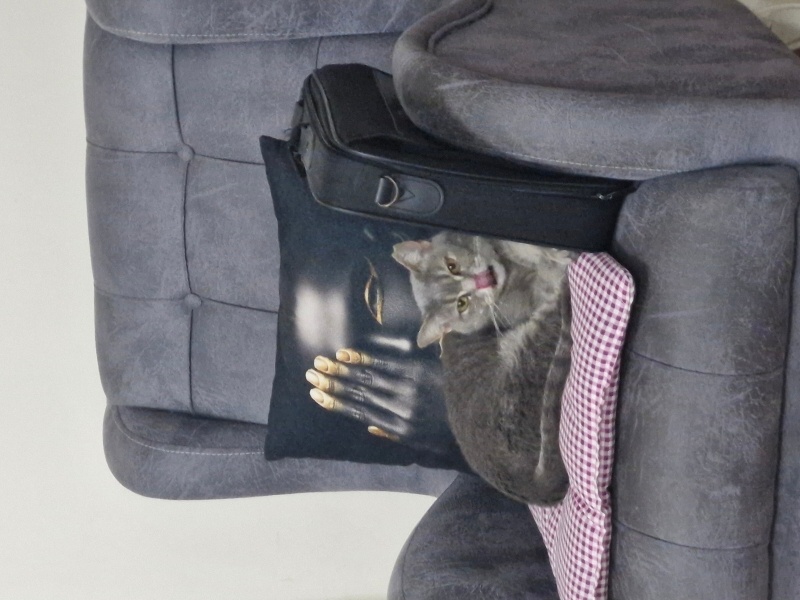 British Longhair, Kedi  Patik fotoğrafı