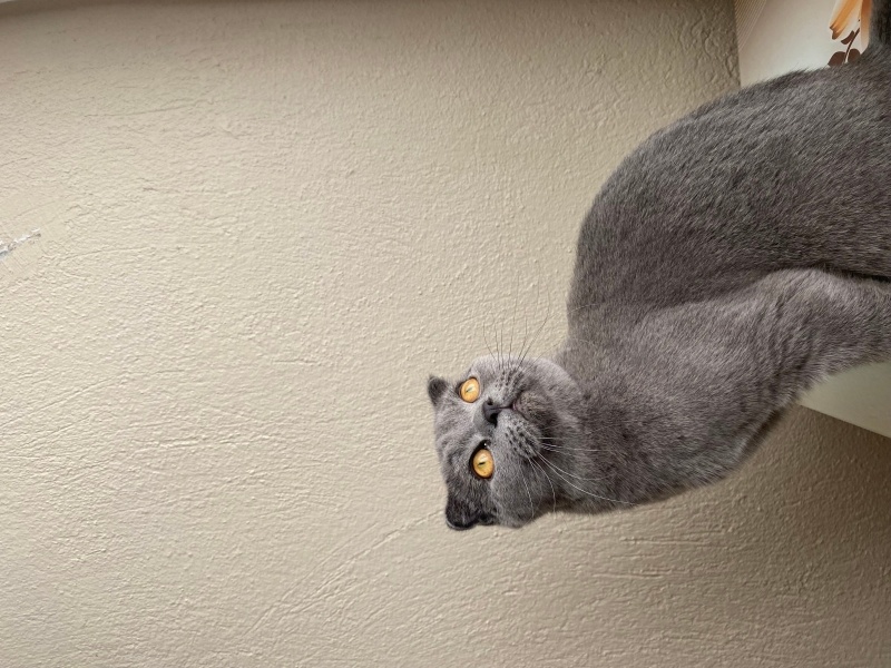 Scottish Fold, Kedi  Karamel fotoğrafı