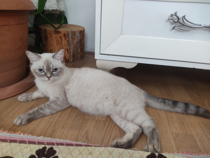 Colorpoint Shorthair, Kedi  Sütlaç fotoğrafı