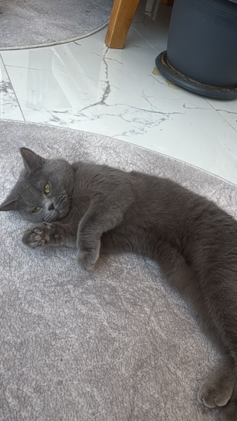 British Shorthair, Kedi  Lila fotoğrafı