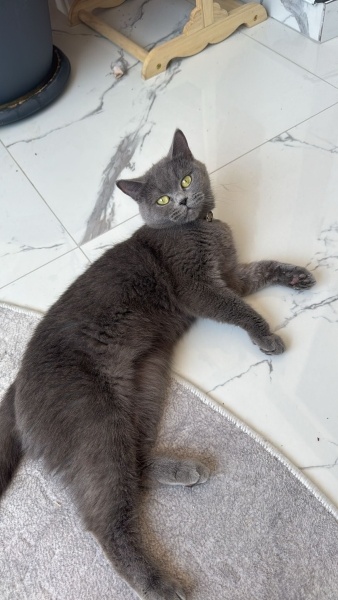 British Shorthair, Kedi  Lila fotoğrafı