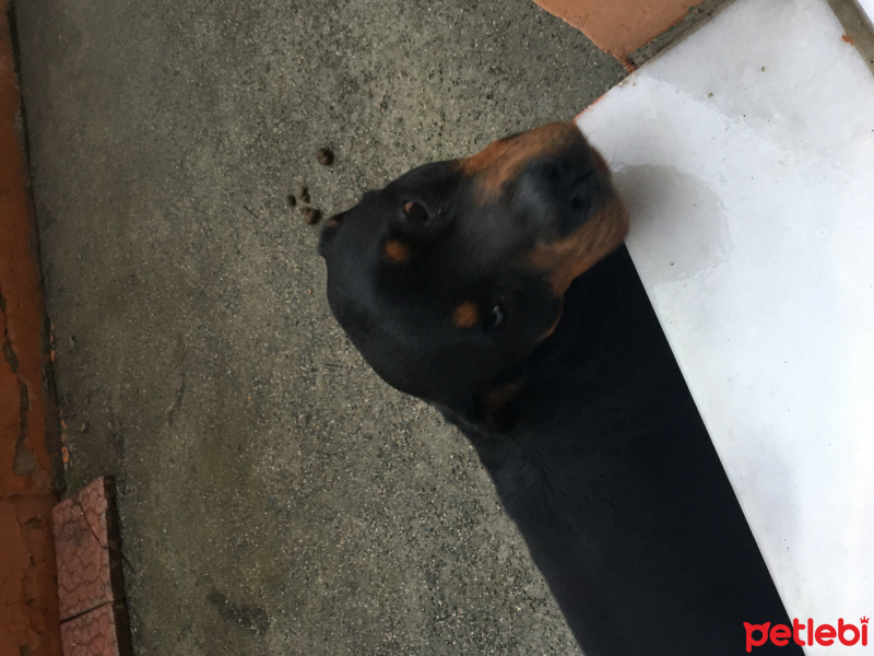 Rottweiler, Köpek  Bella fotoğrafı