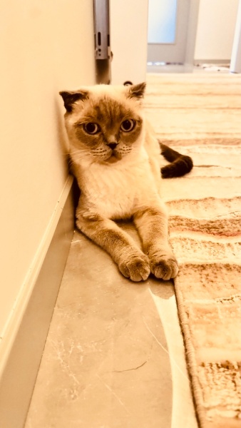 Scottish Fold, Kedi  Köpük fotoğrafı