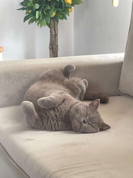 British Shorthair, Kedi  Loki fotoğrafı