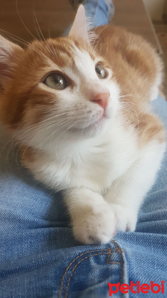 Tekir Kedi, Kedi  Nacho fotoğrafı