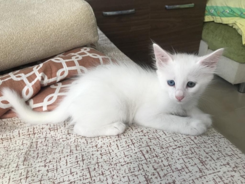 Van Kedisi, Kedi  ÇAKIR fotoğrafı