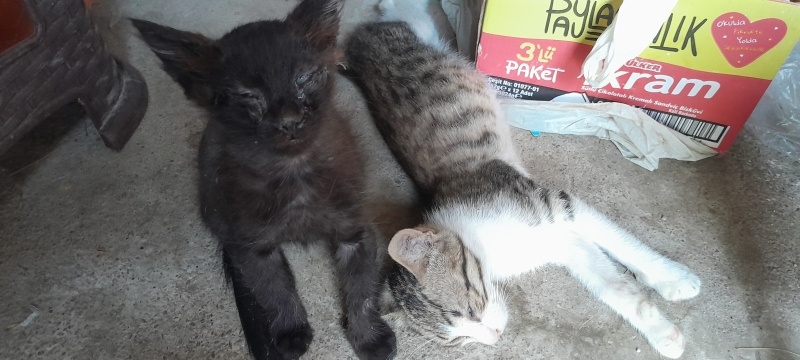 Tekir Kedi, Kedi  Tesla ve Sokrates fotoğrafı