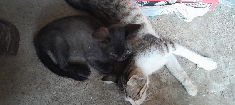 Tekir Kedi, Kedi  Tesla ve Sokrates fotoğrafı