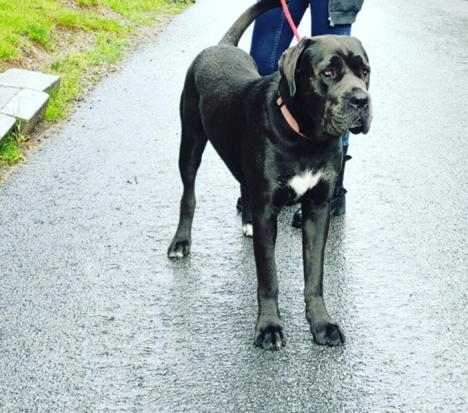 Cane Corso Italiano, Köpek  Venüs fotoğrafı