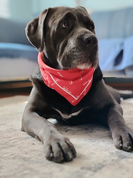 Cane Corso Italiano, Köpek  Venüs fotoğrafı