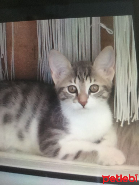 Tekir Kedi, Kedi  Süslü fotoğrafı