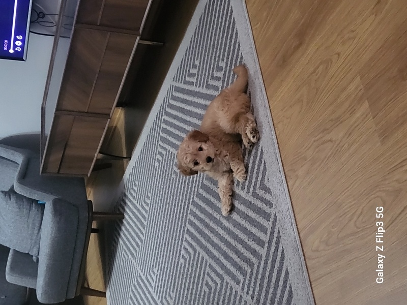 Maltese, Köpek  Luna fotoğrafı