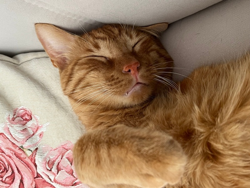 Sarman, Kedi  Simba fotoğrafı