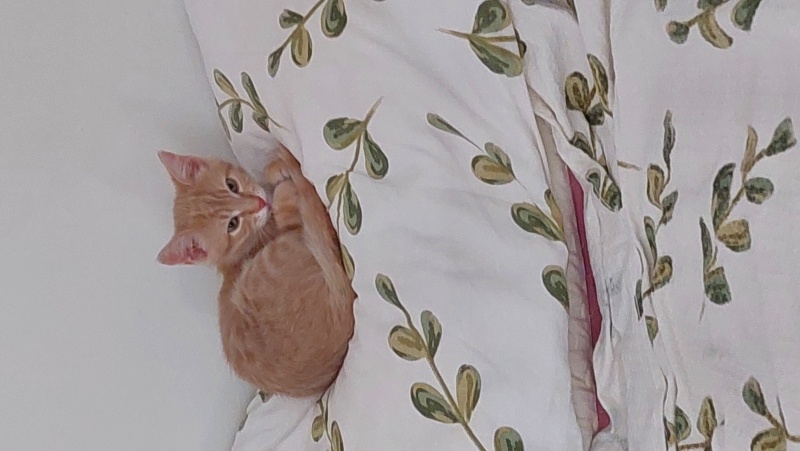 Sarman, Kedi  Winnie fotoğrafı
