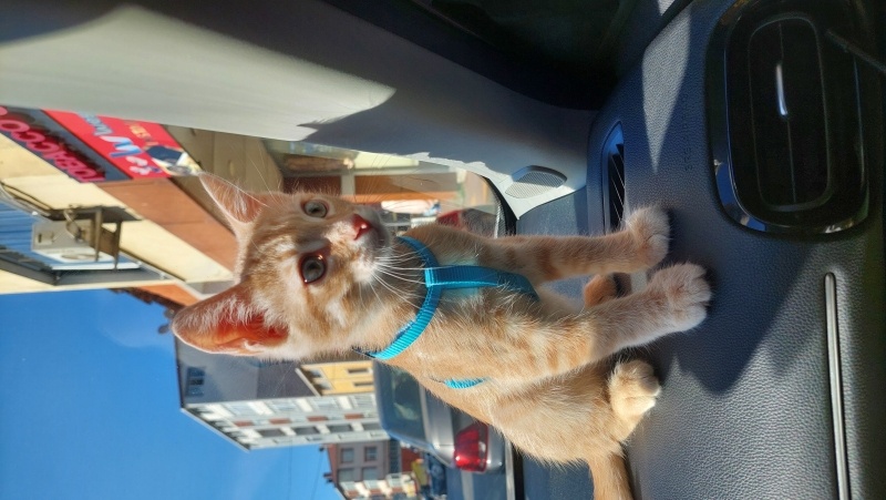 Sarman, Kedi  Winnie fotoğrafı