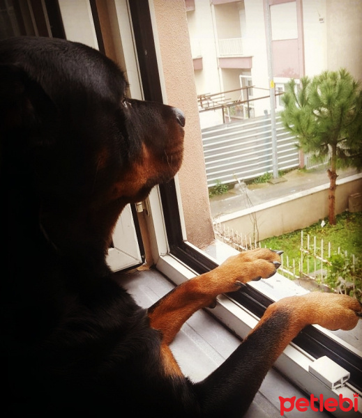 Rottweiler, Köpek  Arya fotoğrafı