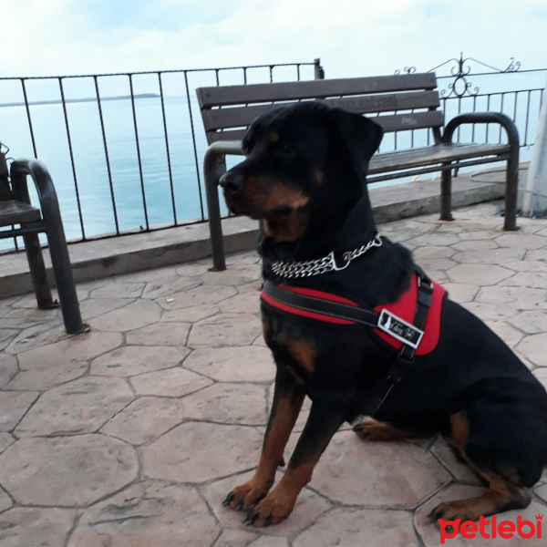 Rottweiler, Köpek  Arya fotoğrafı
