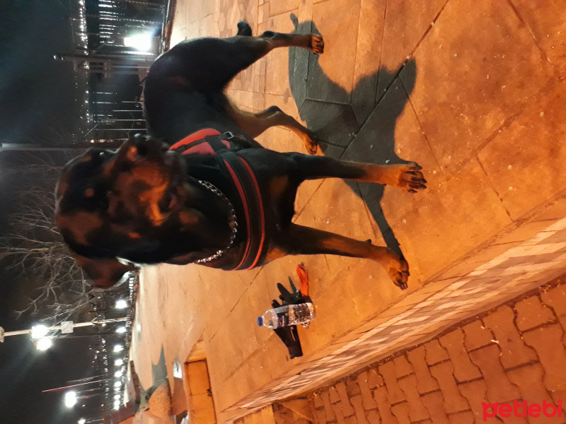 Rottweiler, Köpek  Arya fotoğrafı