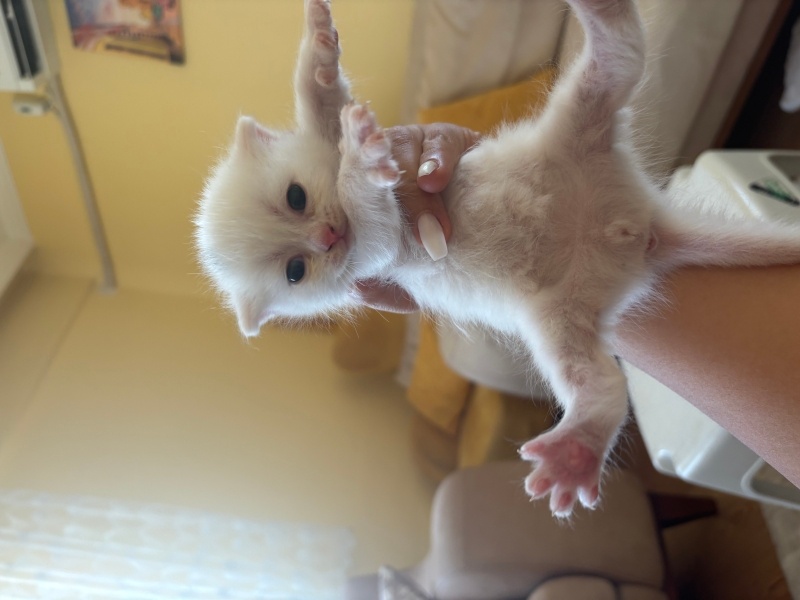 British Shorthair, Kedi  Yavrucuk fotoğrafı