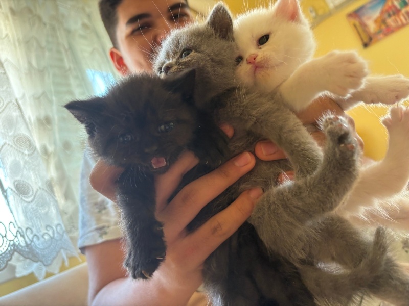 British Shorthair, Kedi  Yavrucuk fotoğrafı