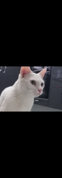 Ankara Kedisi, Kedi  Köpük fotoğrafı