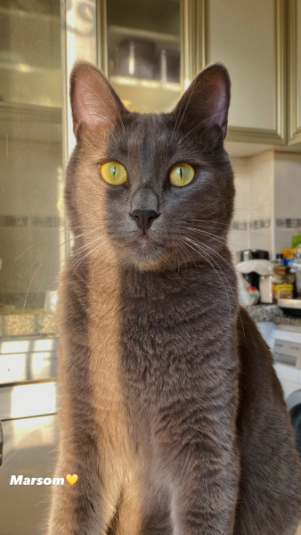 Mavi Rus, Kedi  Mars fotoğrafı