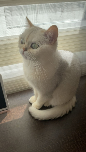 British Shorthair, Kedi  Papatya fotoğrafı
