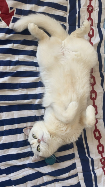 British Shorthair, Kedi  Papatya fotoğrafı