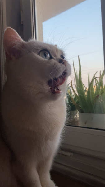 British Shorthair, Kedi  Papatya fotoğrafı