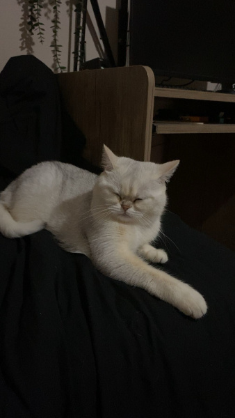 British Shorthair, Kedi  Papatya fotoğrafı