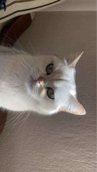 British Shorthair, Kedi  Papatya fotoğrafı