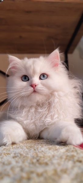 Chinchilla, Kedi  Mia fotoğrafı