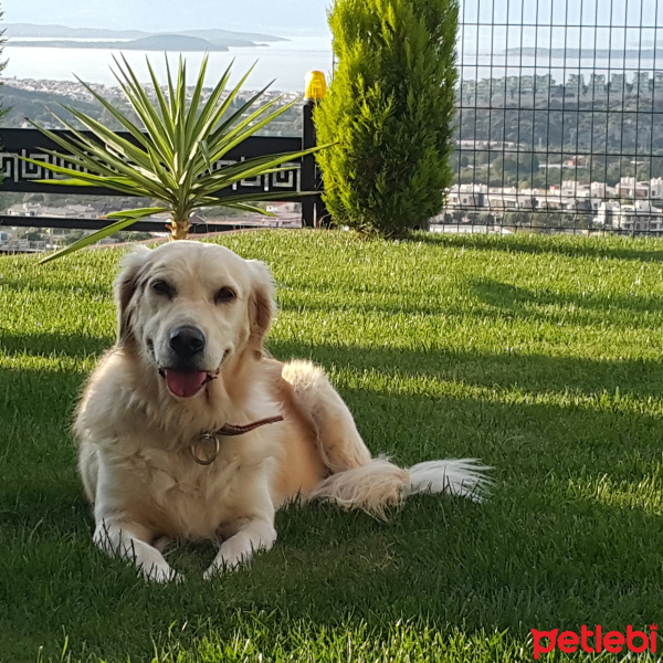 Golden Retriever, Köpek  Linda  fotoğrafı