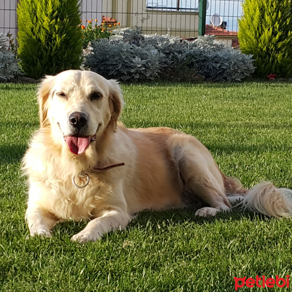 Golden Retriever, Köpek  Linda  fotoğrafı