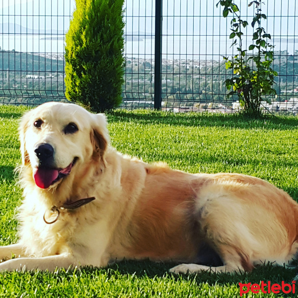 Golden Retriever, Köpek  Linda  fotoğrafı