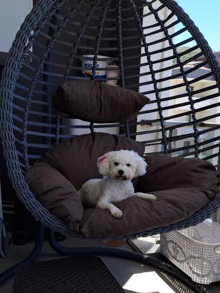 Maltese, Köpek  ŞİLA fotoğrafı