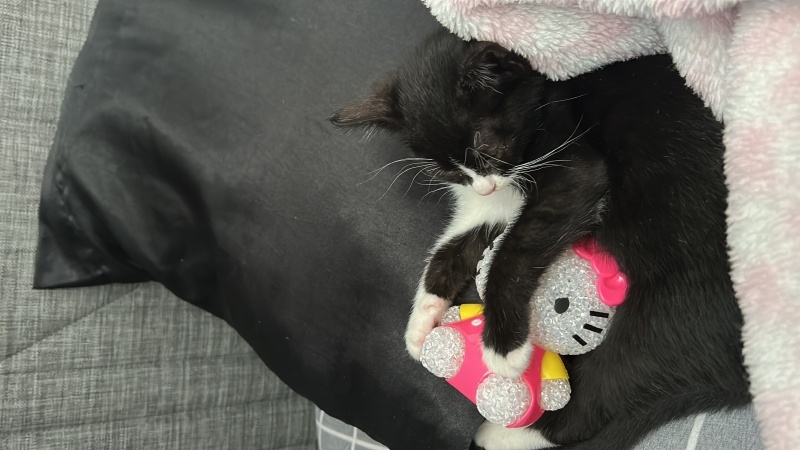 Tuxedo (Smokin) Kedi, Kedi  missha fotoğrafı