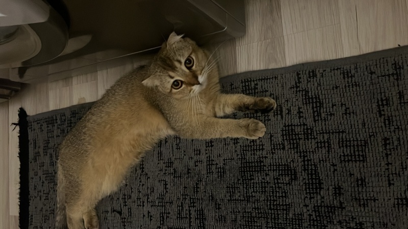 British Shorthair, Kedi  Paşa fotoğrafı