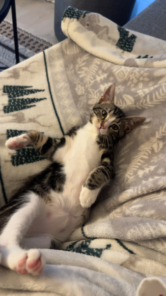 Tekir Kedi, Kedi  Dori fotoğrafı