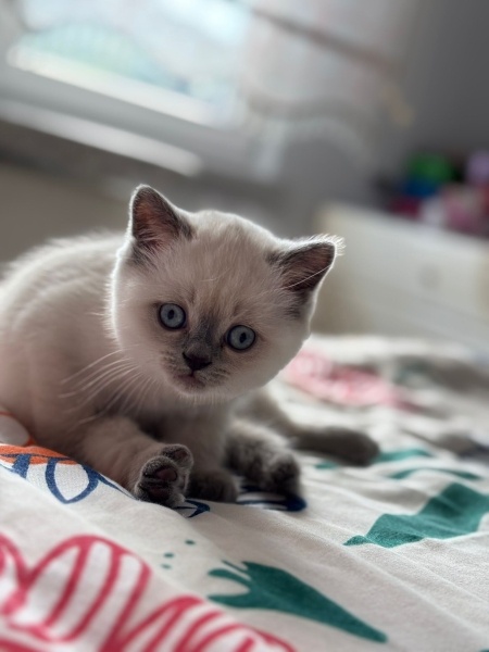 British Shorthair, Kedi  Nova fotoğrafı