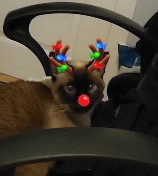 Siyam Kedisi, Kedi  Masraf fotoğrafı