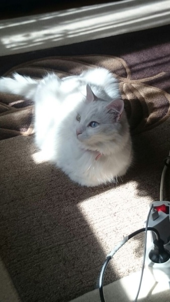 Ankara Kedisi, Kedi  Şira fotoğrafı