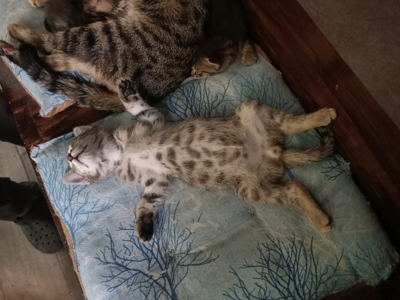 Tekir Kedi, Kedi  Osman ve Kardeşi fotoğrafı
