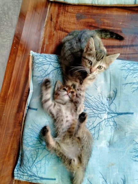 Tekir Kedi, Kedi  Osman ve Kardeşi fotoğrafı