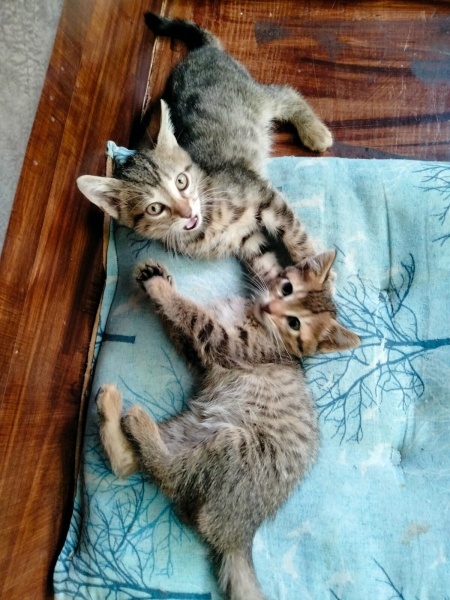 Tekir Kedi, Kedi  Osman ve Kardeşi fotoğrafı